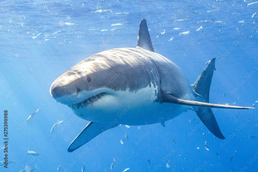 Naklejka premium Great White Shark in Guadalupe Mexico