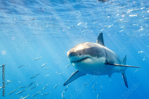 Great White Shark in Guadalupe Mexico © shanemyersphoto