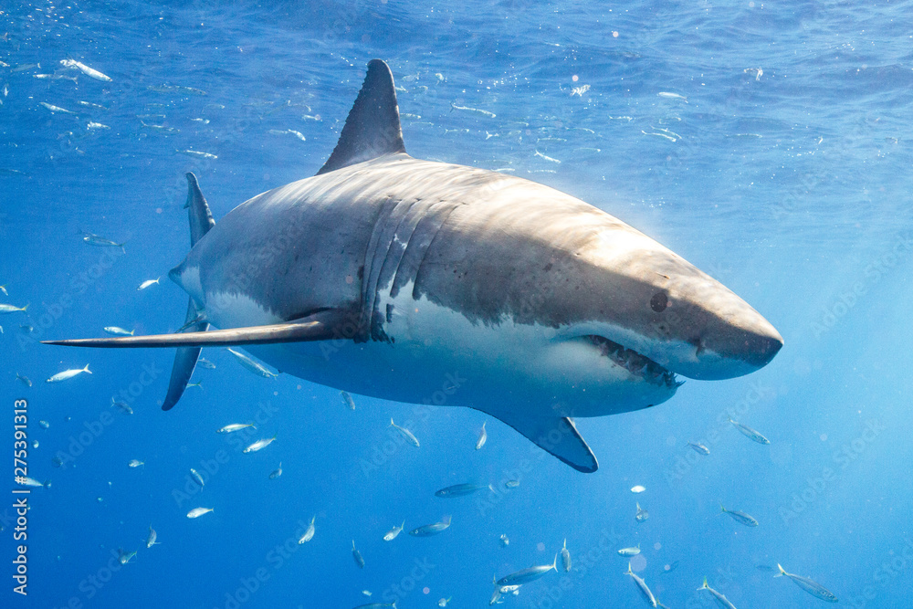 Fototapeta premium Great White Shark in Guadalupe Mexico