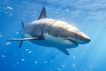 Great White Shark in Guadalupe Mexico