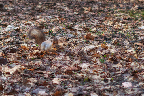 Squirrel in the autumn forest park. Squirrel with nuts in fall foliage.