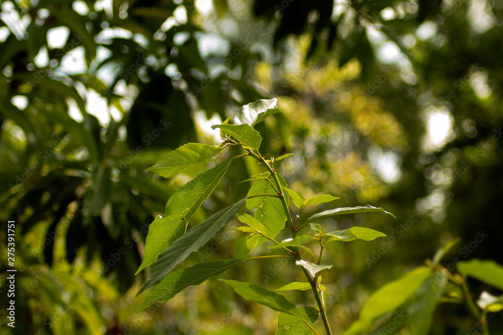 Obraz premium green leaves sping on green bokeh background