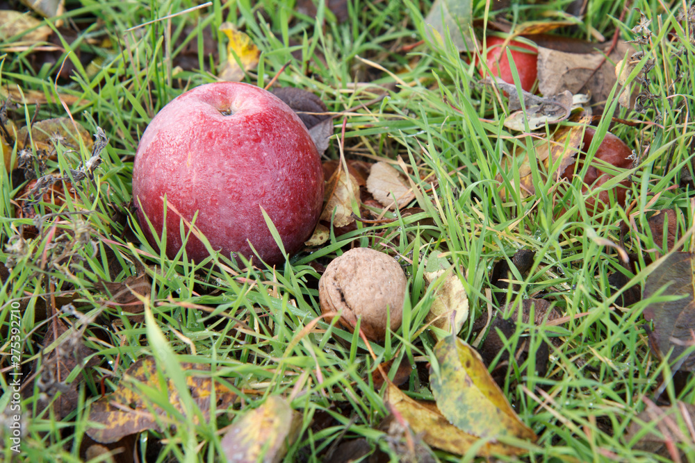 Red apple and walnut lay on the ground in grass and dry autumn leaves Red apple and walnut lay on the ground in grass and dry autumn leaves