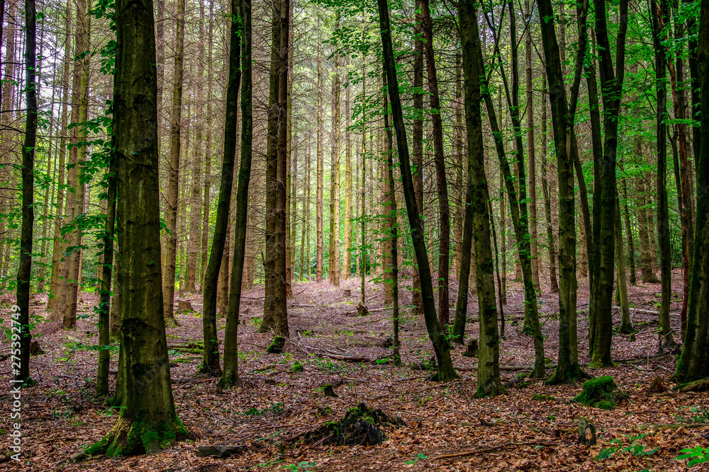 Naklejka premium Forrest