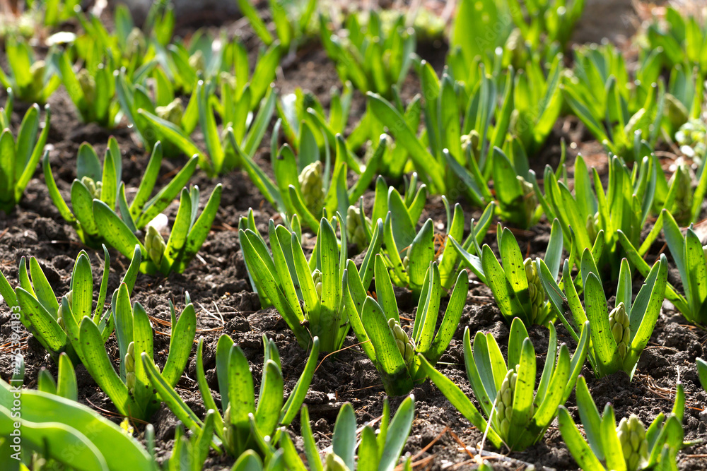 tulip sprouts, growing tulips in spring, green sprouts tulip sprouts, growing tulips in spring, green sprouts