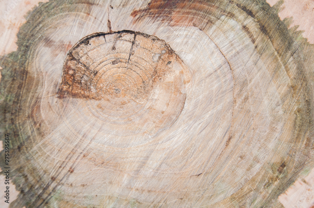 Naklejka premium cut thick tree trunk. Wood texture. Stump