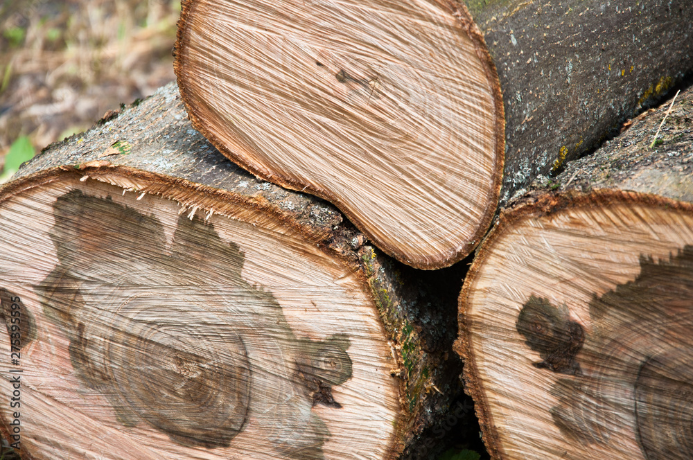 cut thick tree trunk. Wood texture. Stump cut thick tree trunk. Wood texture. Stump