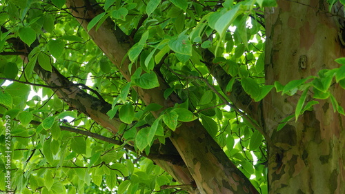 Japanese stewartia deciduous tree with bright green leaves on branches, trunk and distinctive bark is smooth textured close up. Known as Stewartia pseudocamellia, Korean stewartia, Deciduous camellia. photo