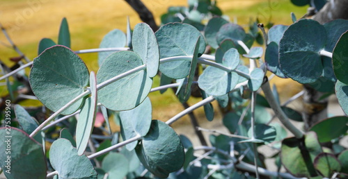 Eucalyptus pulverulenta shrub with exotic  silvery grey round leaves on branches close up. Also known as the Silver-leaved Mountain Gum. Leaves and young stems have a powdery white bloom.  photo