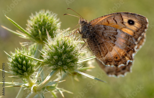 Papillon et chardons sur le causse Méjean, Lozère, France