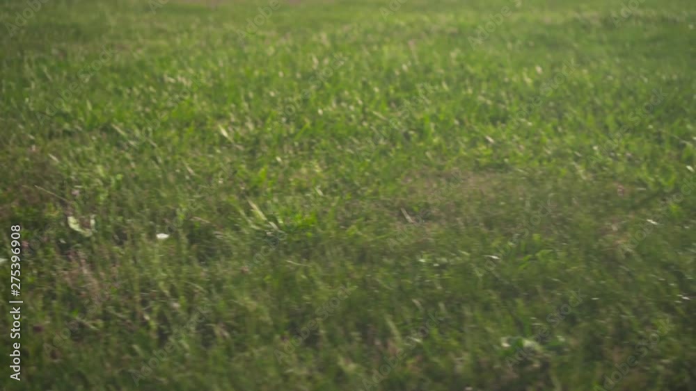 Closeup of female legs, business woman in black pants having fun barefoot on a lawn, feeling of freedom. Closeup of female legs, business woman in black pants having fun barefoot on a lawn, feeling of freedom.