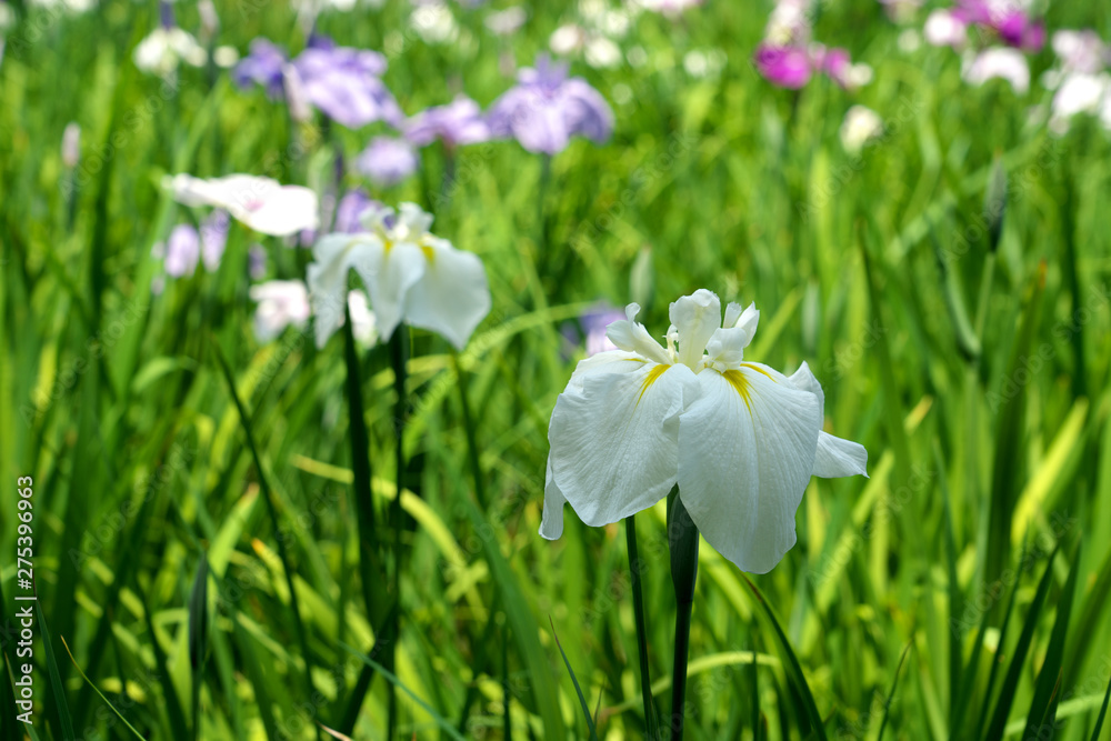 花菖蒲の群生 花菖蒲の群生