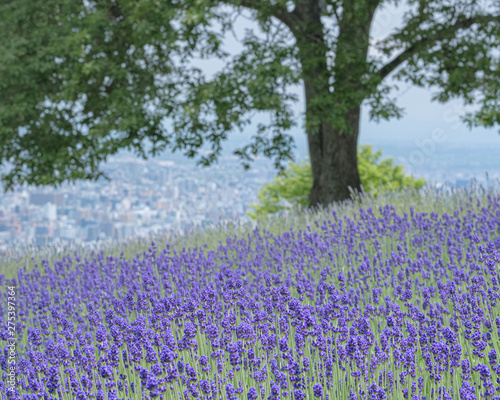 幌見峠のラベンダー園（Lavender garden at Horomi Pass）