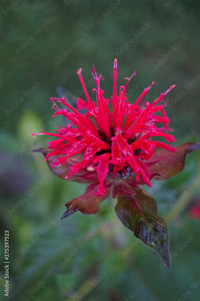 Wonderful blossomed Monarda didyma -Scarlet beebalm- with beautiful leafs - Picture 1 of 4 Wonderful blossomed Monarda didyma -Scarlet beebalm- with beautiful leafs - Picture 1 of 4
