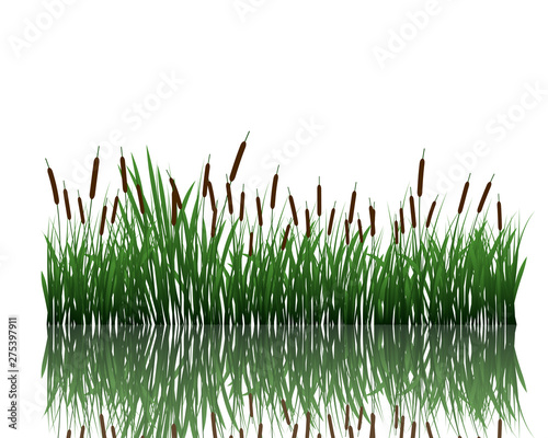 meadow with reflection