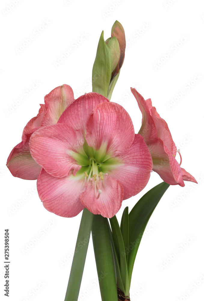 pink amaryllis flower close up