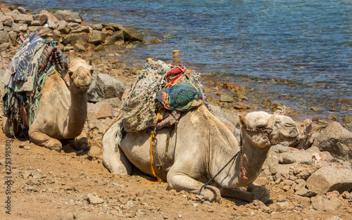 two camels lie and rest on the seashore