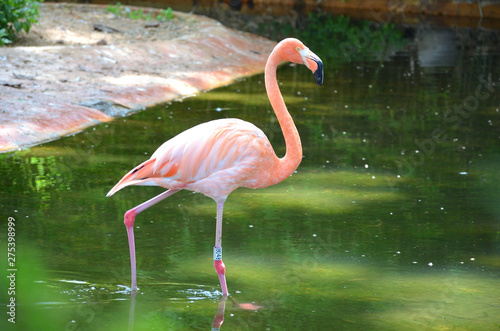 One Isolated American Flamingo Standing on the Water