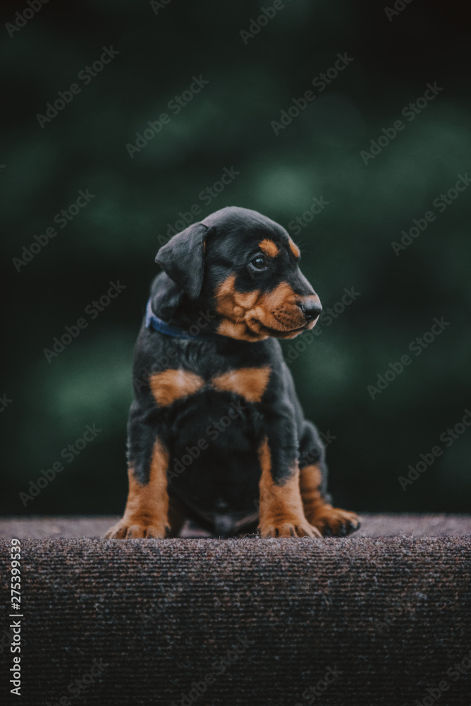 Cute pinscher dog puppy on green backgorund
