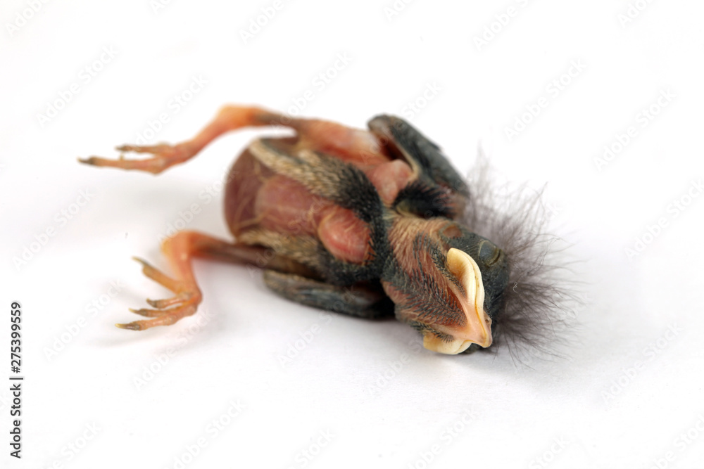 Küken Küken