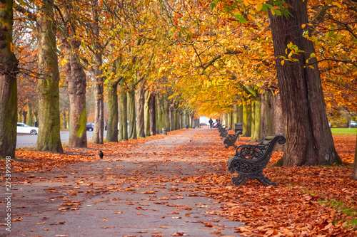 Tree lined autumn scene in Greenwich park, London