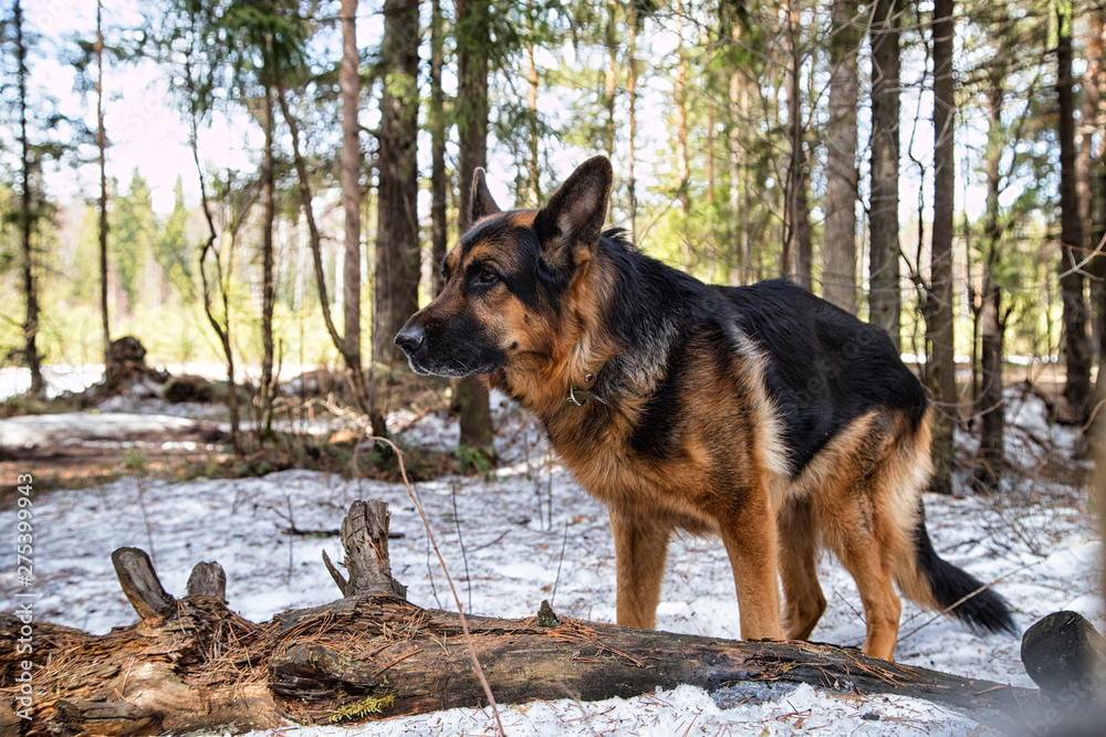 Dog German Shepherd in the forest in an early spring Dog German Shepherd in the forest in an early spring