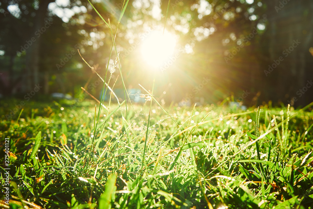 Fototapeta premium Traditional landscape