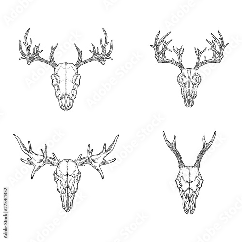 Vector set of hand drawn skulls of horned animals: deer, stag and moose on white background. Sketch illustration. 