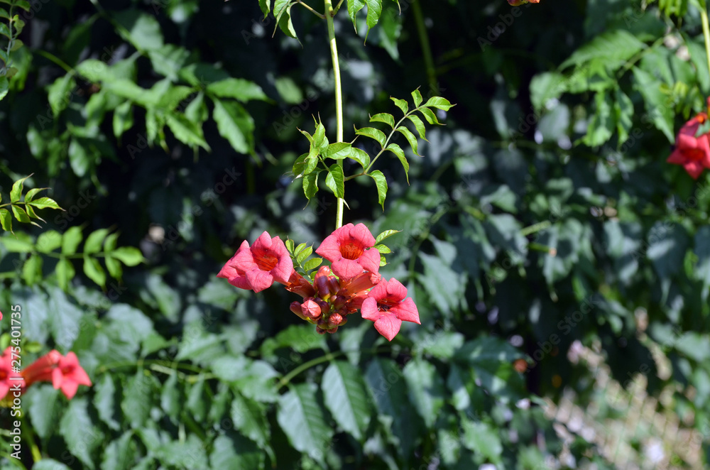 Campsis Tecoma radicans flower also known as trumpet vine trumpet creeper cow itch or hummingbird vine Campsis Tecoma radicans flower also known as trumpet vine trumpet creeper cow itch or hummingbird vine