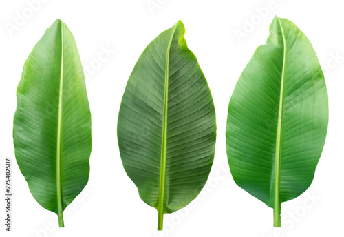 Fresh banana leaves isolated on white background with clipping path.