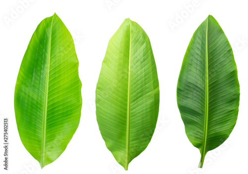 Fresh banana leaves isolated on white background with clipping path.