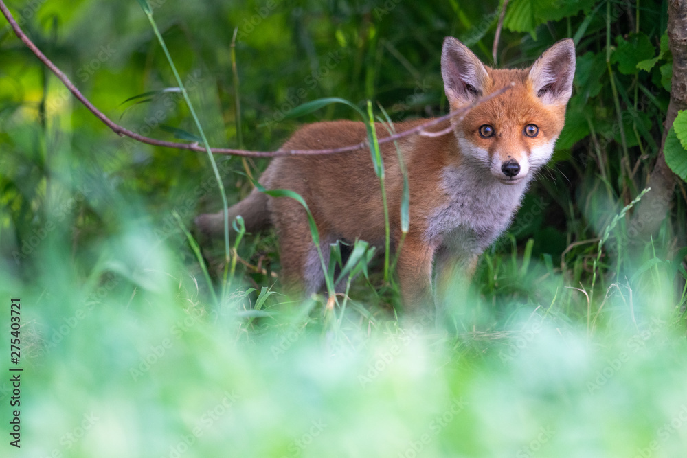 Fototapeta premium Jungfüchse vor dem Bau im Morgenlicht