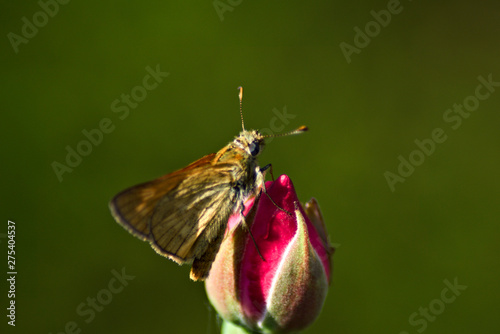 Some butterfly on the rose