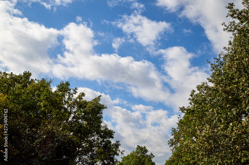 Beautiful sky with white clouds and top of trees. Background