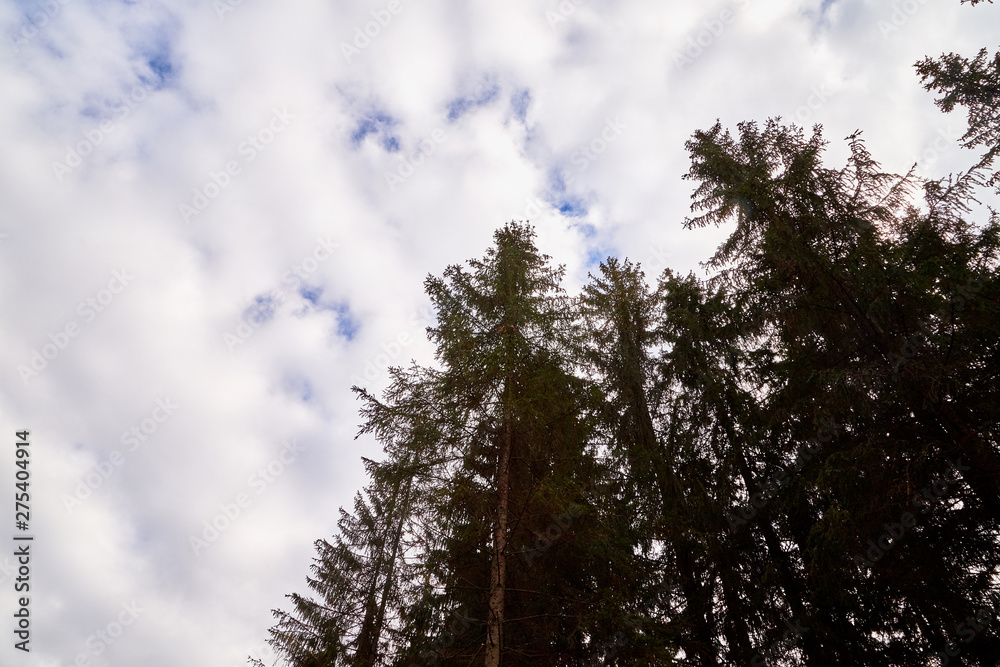 Beautiful sky with white clouds and top of trees. Background Beautiful sky with white clouds and top of trees. Background