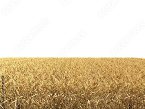 Fototapet Wheat field isolated on white background 3d render
