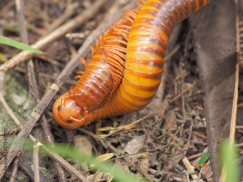 Close-up Giant  Millipedes (Diplopoda) mating on the ground in garden.