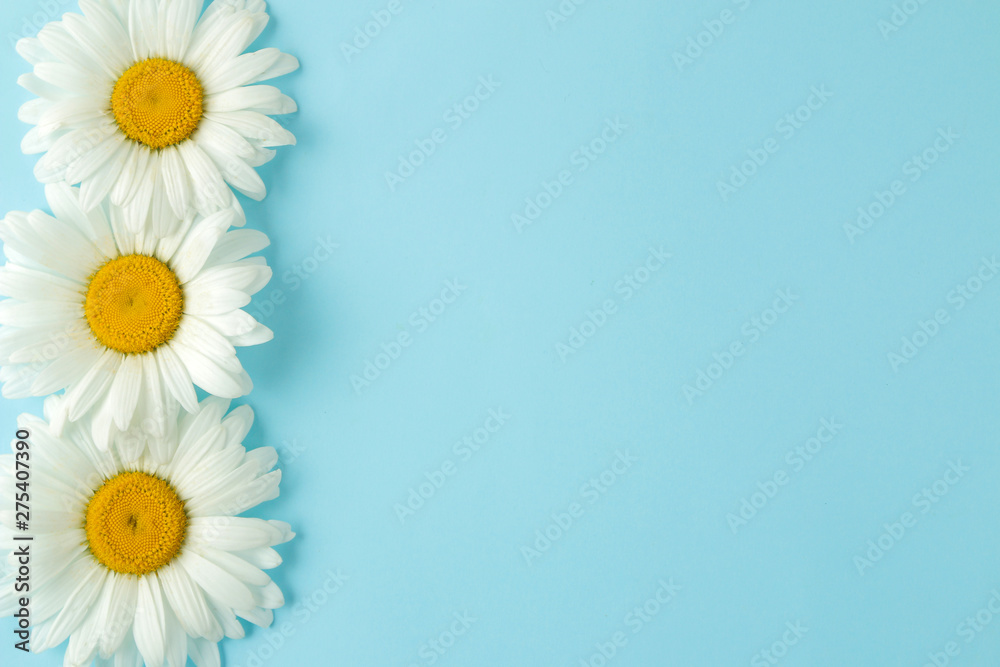 Large white daisy flowers on a gentle light blue background. Frame of  flowers. top view. space for text Stock Photo | Adobe Stock