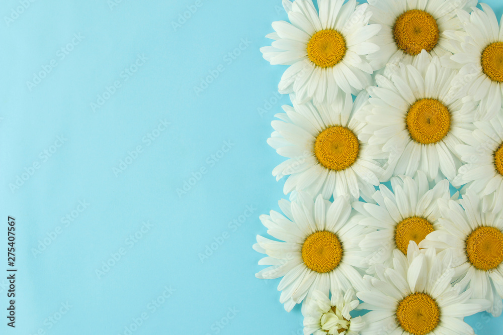 Obraz premium Large white daisy flowers on a gentle light blue background. Frame of flowers. top view. space for text