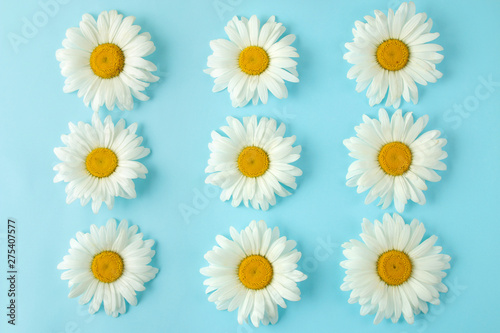 Large white daisy flowers on a gentle light blue background. background of flowers. top view. © MK studio