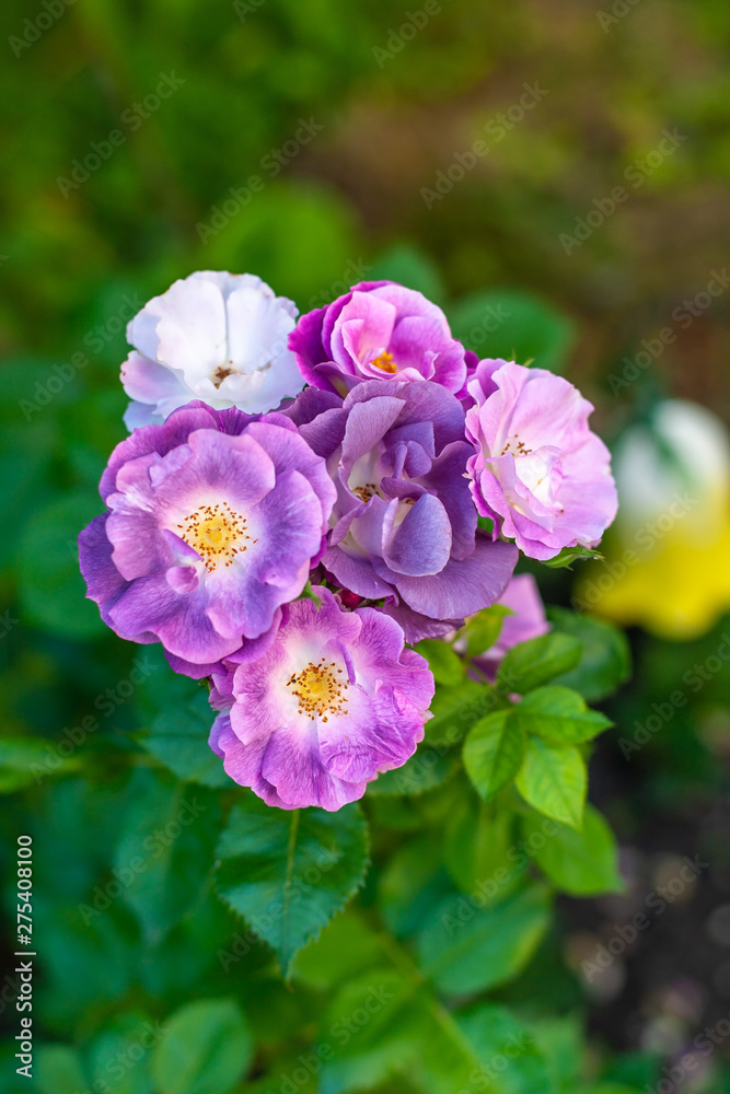 Blüten im Garten Garden Natur pink lila