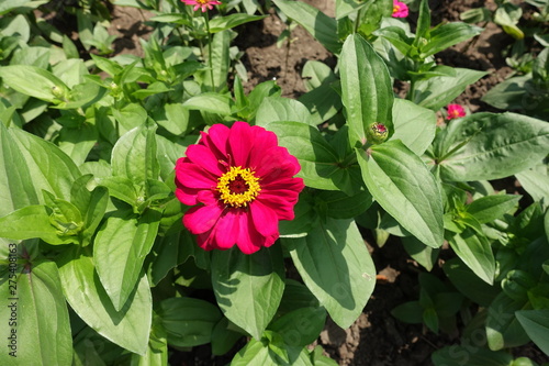 Flower head in the leafage of magenta colored zinnia
