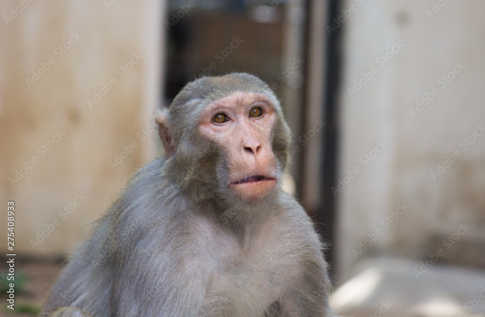 The Rhesus Macaque Monkey sitting under the tree and looking away