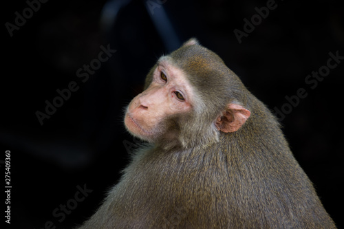 The Rhesus Macaque Monkey sitting under the tree and looking away