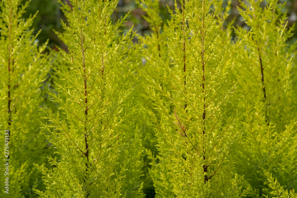 Fototapeta premium Conifer citrus cypress plant
