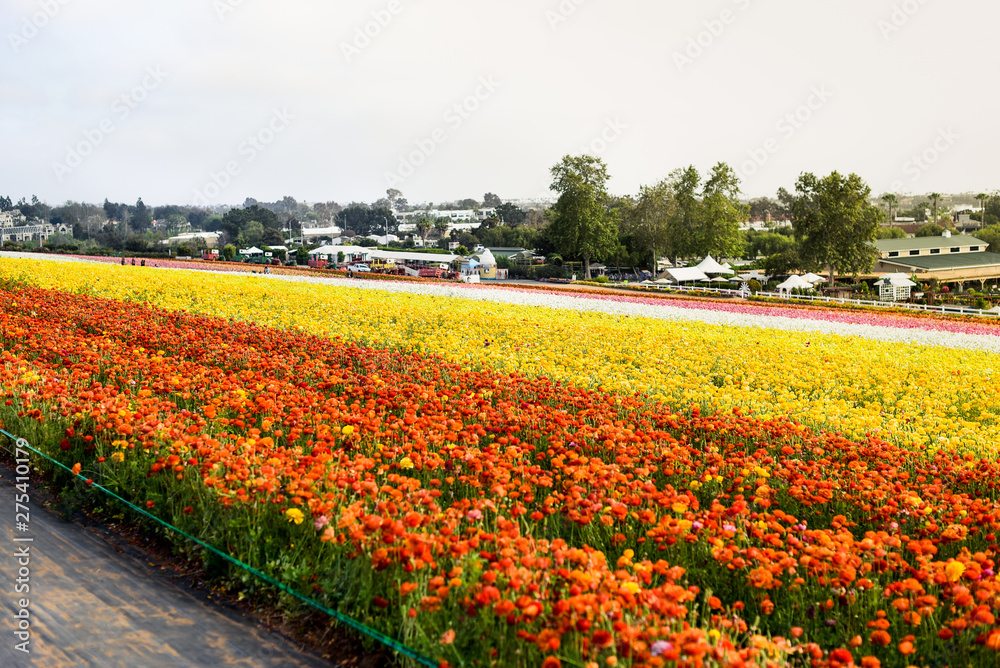 Ranunculus and peonies flower fields in Carlsbad California 