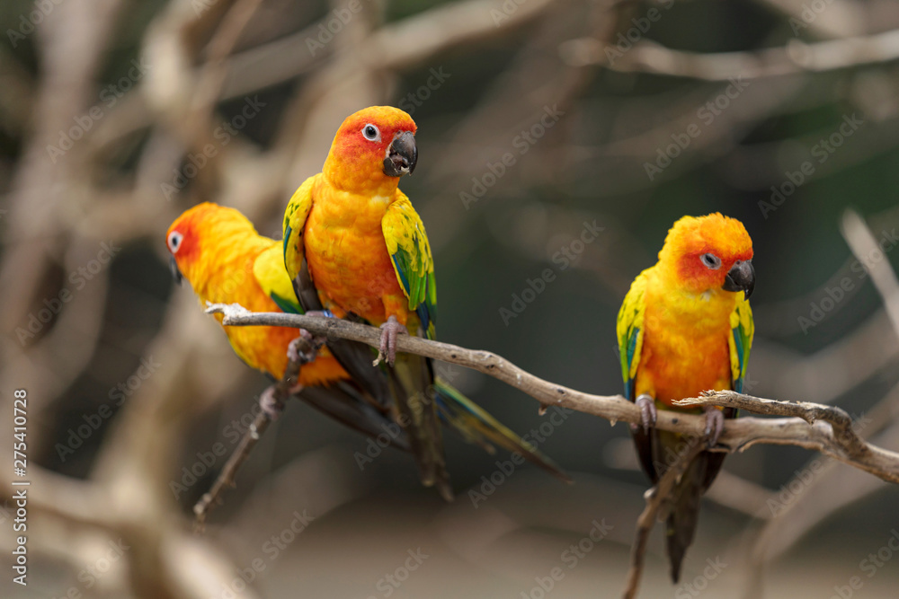 Obraz premium Beautiful colorful sun conure parrot birds