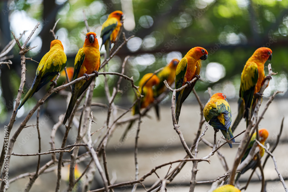 Obraz premium Beautiful colorful sun conure parrot birds