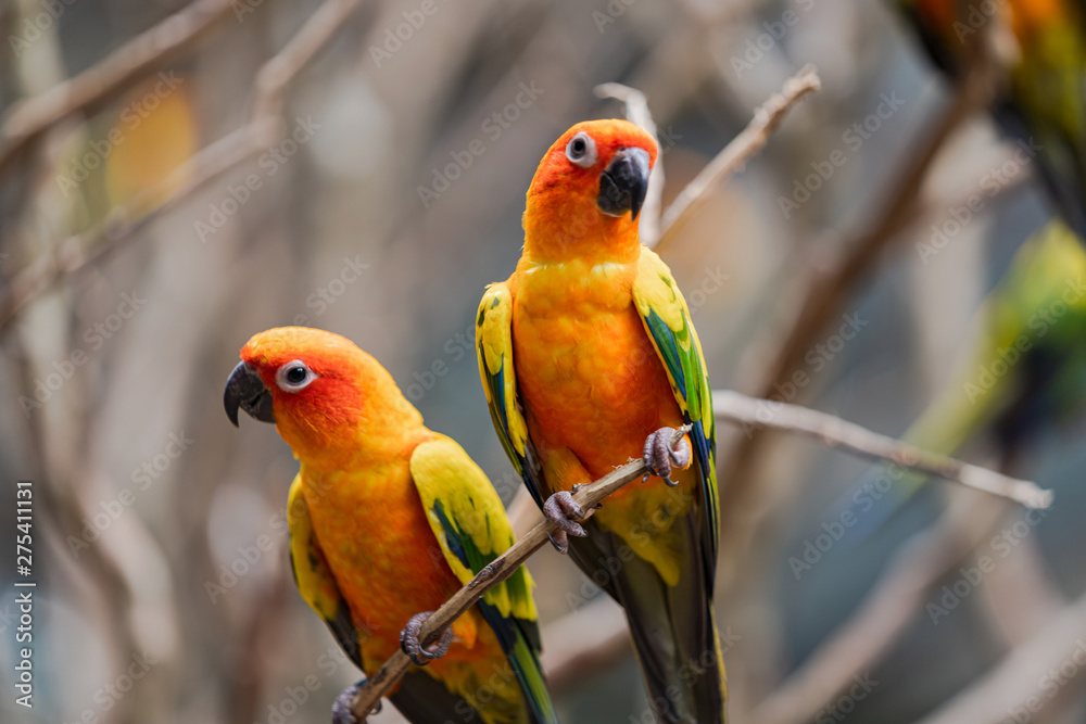 Obraz premium Beautiful colorful sun conure parrot birds