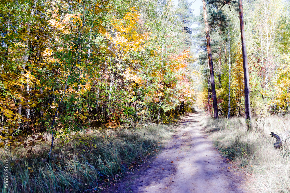Fototapeta premium Autumn forest nature. Vivid morning in colorful forest with sun rays through branches of trees.